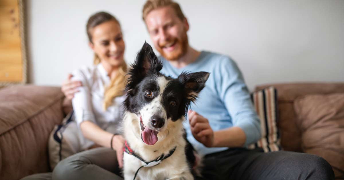 É permitido pets em condomínios? Temos um guia de boas práticas!